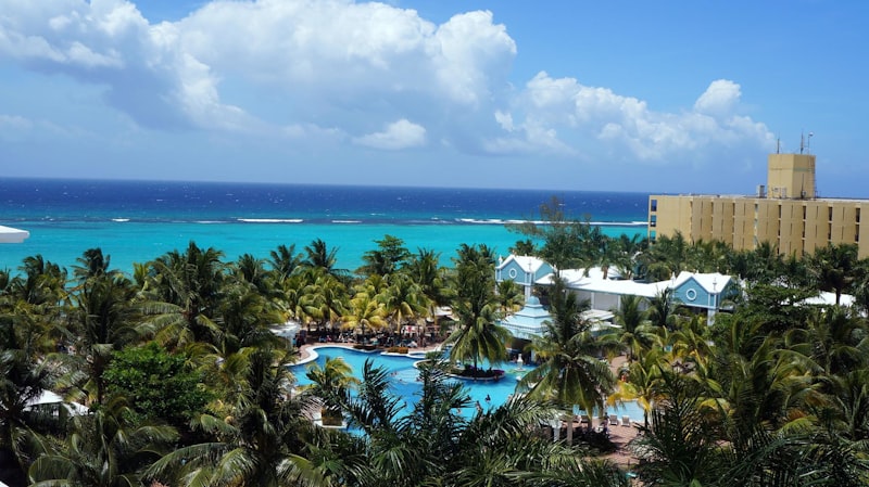 Palm trees near the water