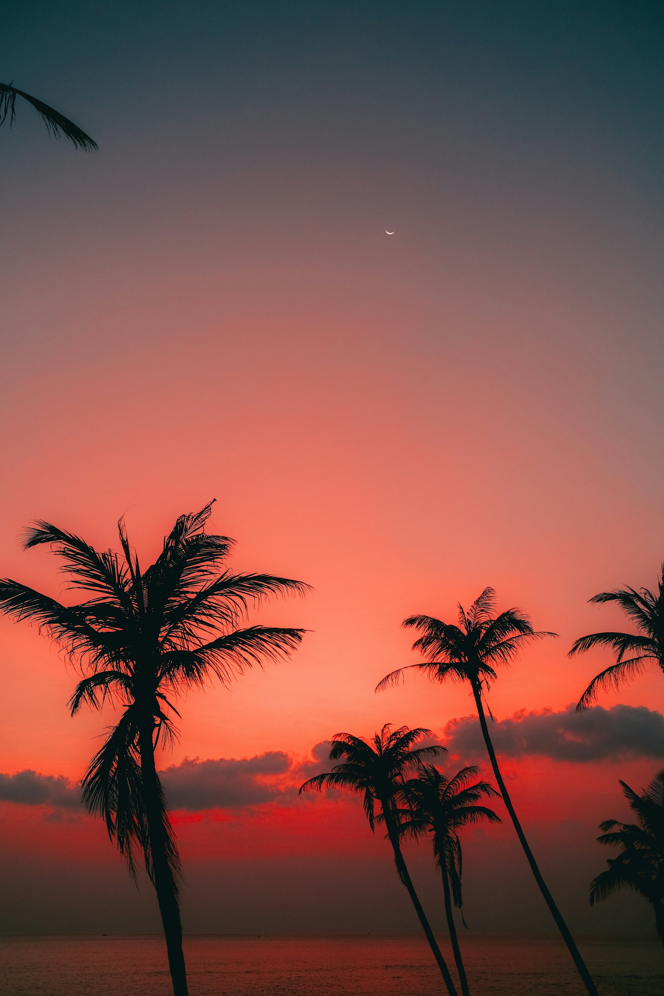Palm trees silhouetted against a Jamaican sunset